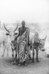 Mundari cattle herder Poster och Canvastavla