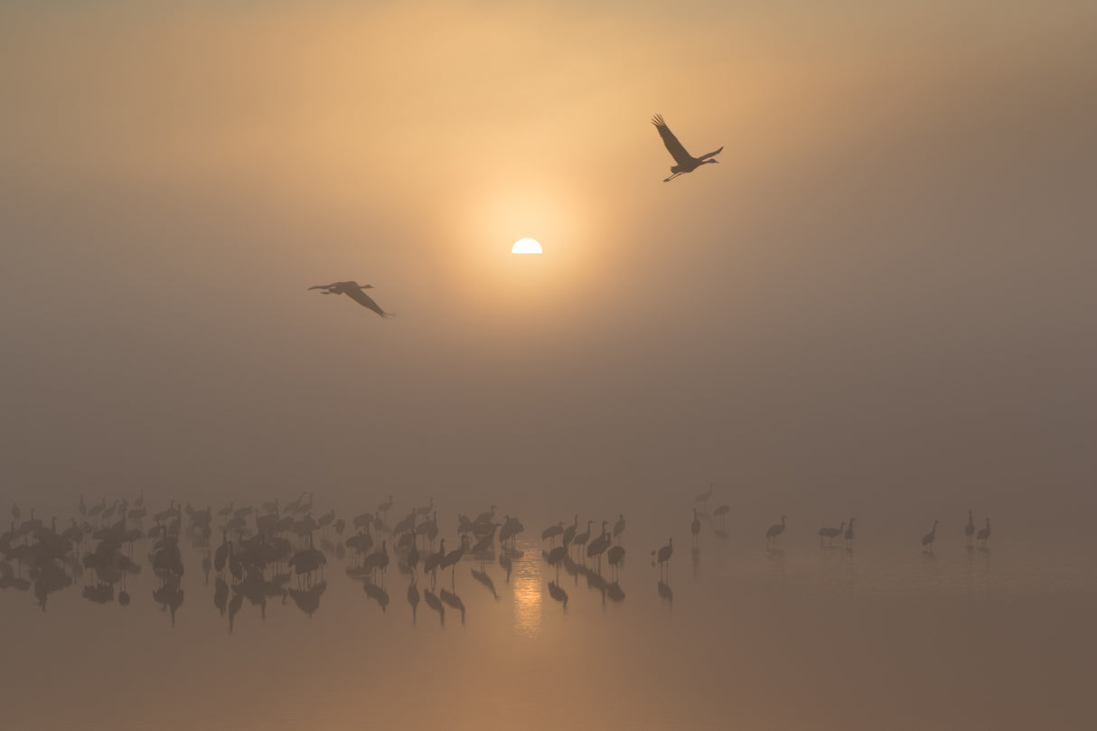 Sunrise Poster och Canvastavla
