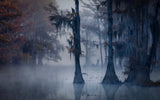 Haunted Forest Poster och Canvastavla