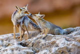 Fox family Poster och Canvastavla