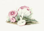Vintage Russula Emetica Mushroom Poster och Canvastavla