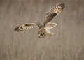 Short-eared Owl Poster och Canvastavla