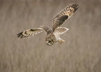 Short-eared Owl Poster och Canvastavla