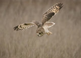 Short-eared Owl Poster och Canvastavla