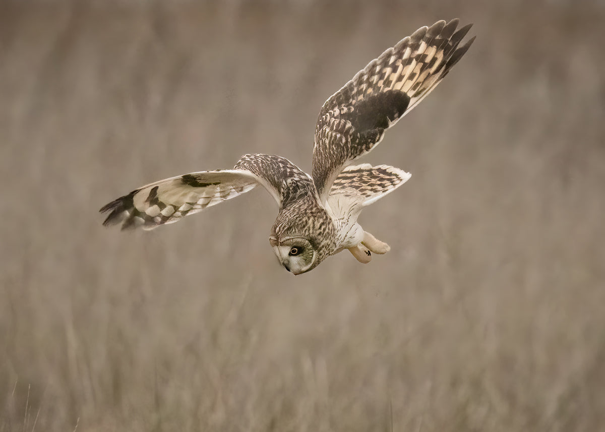 Short-eared Owl Poster och Canvastavla
