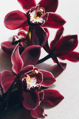 Delicate Orchid Poster och Canvastavla