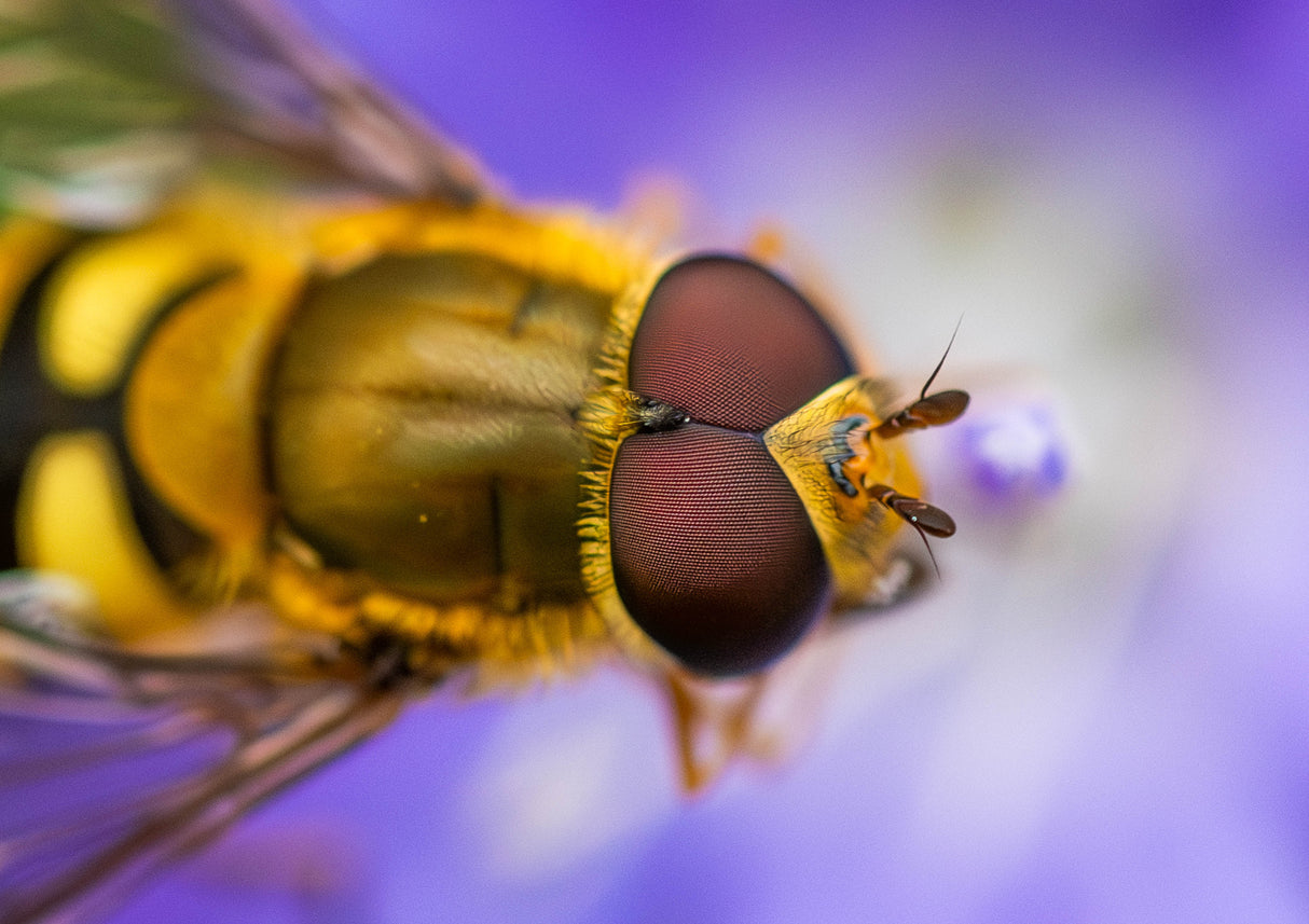 Marmalade Hoverfly Poster och Canvastavla