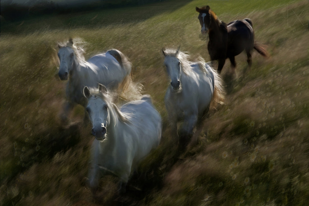 Gallop in Poster och Canvastavla