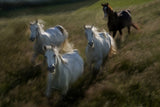 Gallop in Poster och Canvastavla