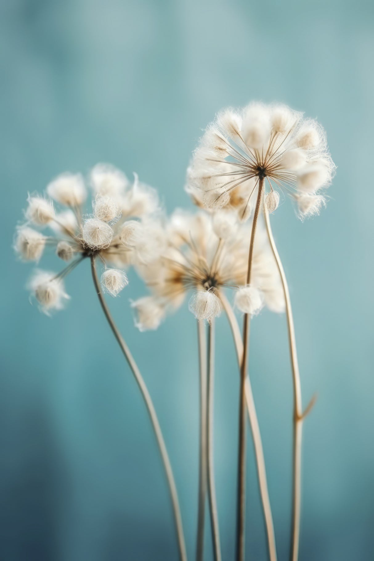 Fluffy Flowers Poster och Canvastavla
