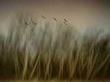 Early Spring Vision... Poster och Canvastavla