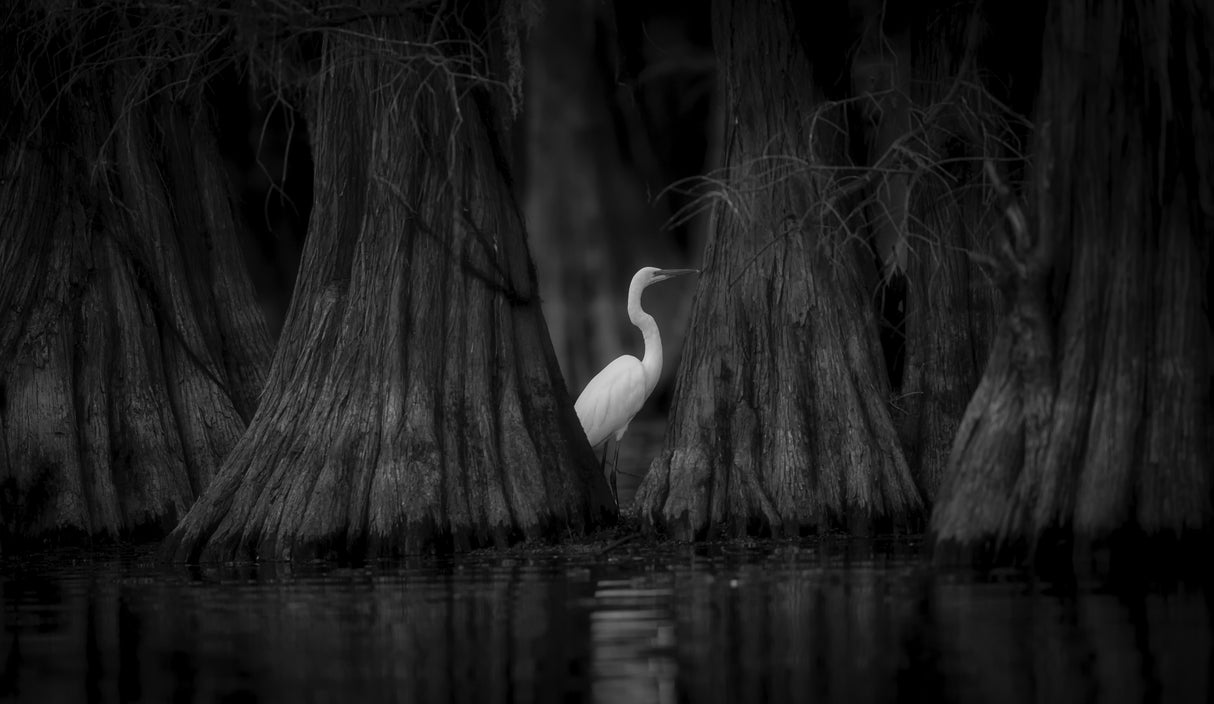 Egret and Cypress Poster och Canvastavla