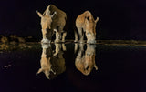 White Rhinos Poster och Canvastavla