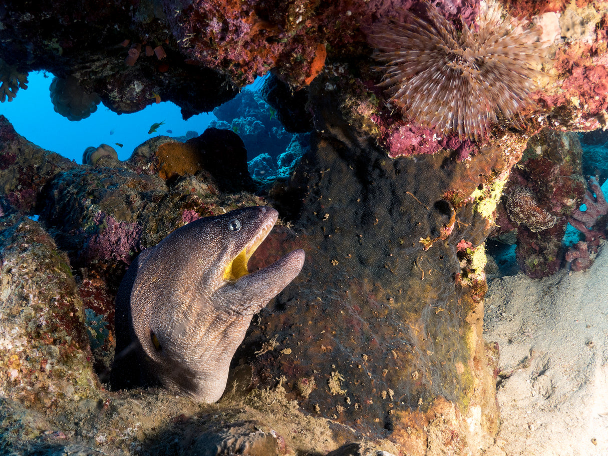 Yellow Mouth Moray Eel Poster och Canvastavla