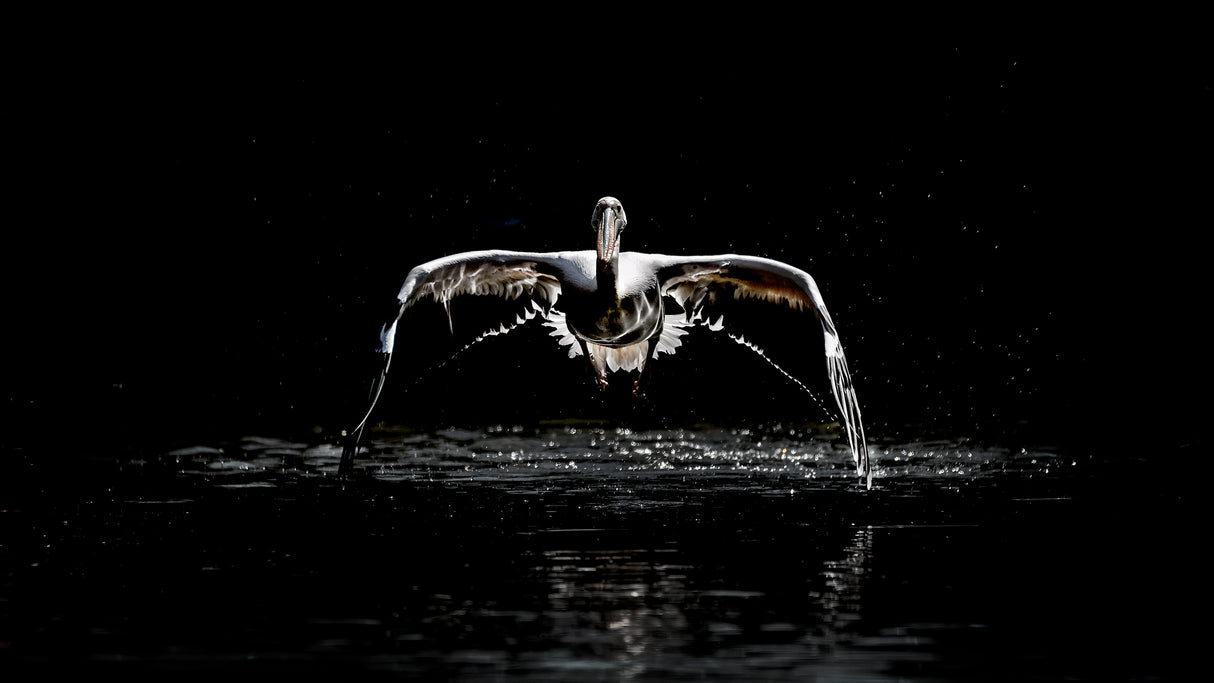 Pelican flight 2 Poster och Canvastavla