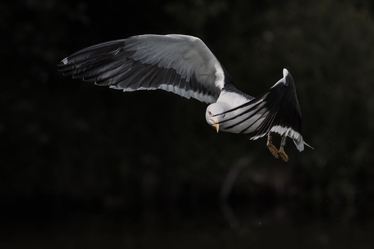 Shy lesser black-backed gull Poster och Canvastavla