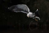 Shy lesser black-backed gull Poster och Canvastavla
