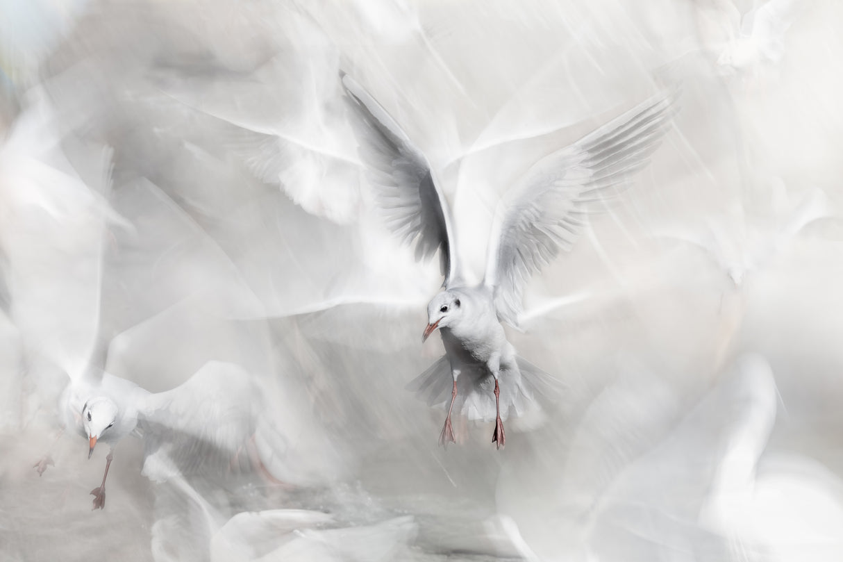 Winds of freedom Poster och Canvastavla