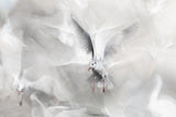 Winds of freedom Poster och Canvastavla