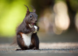 Squirrel Poster och Canvastavla
