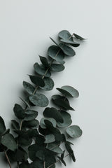 Eucalyptus Wall 01 Poster och Canvastavla