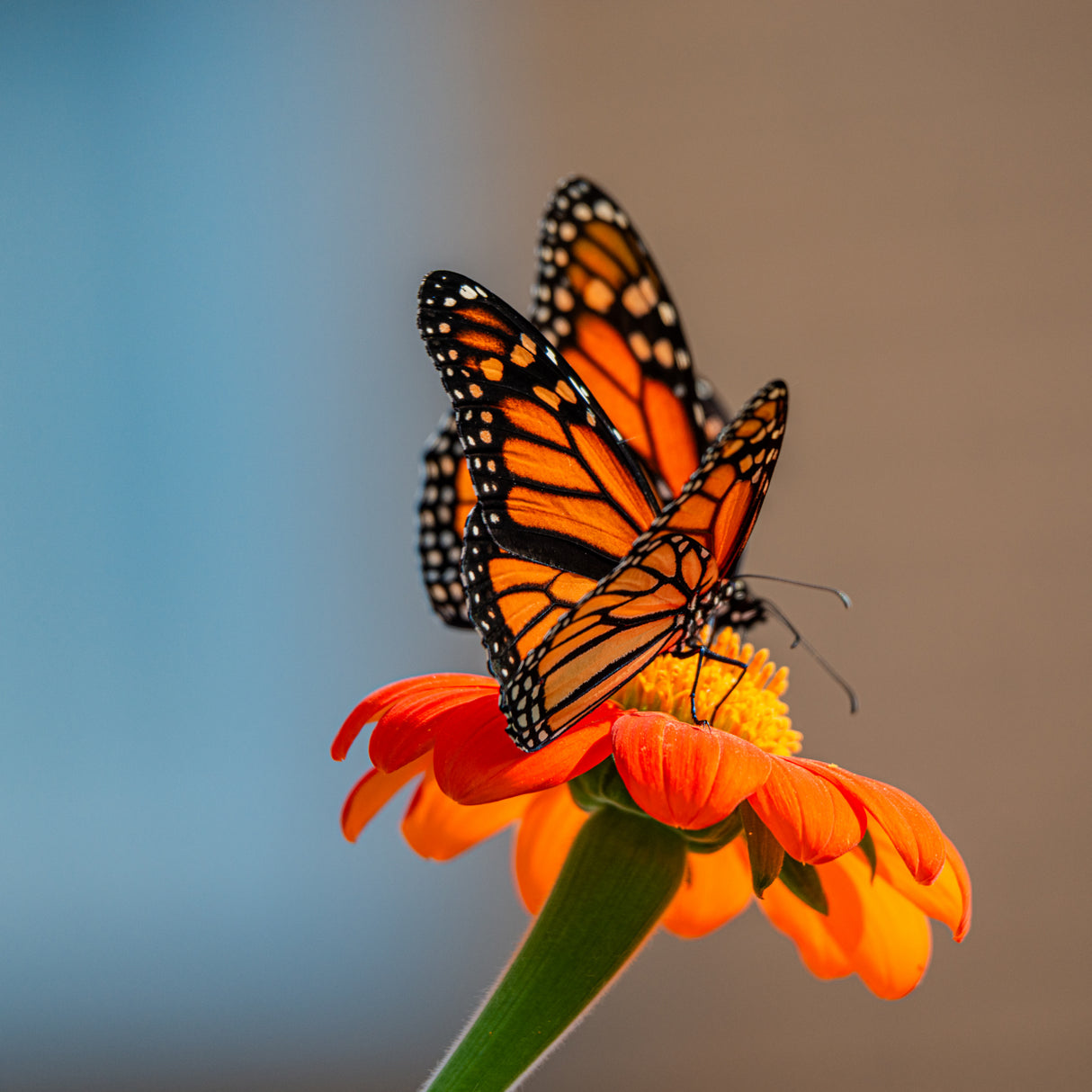 Butterfly Poster och Canvastavla