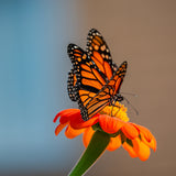 Butterfly Poster och Canvastavla
