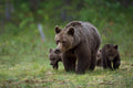 Mother &amp; cubs Poster och Canvastavla