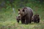 Mother &amp; cubs Poster och Canvastavla