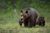 Mother &amp; cubs Poster och Canvastavla