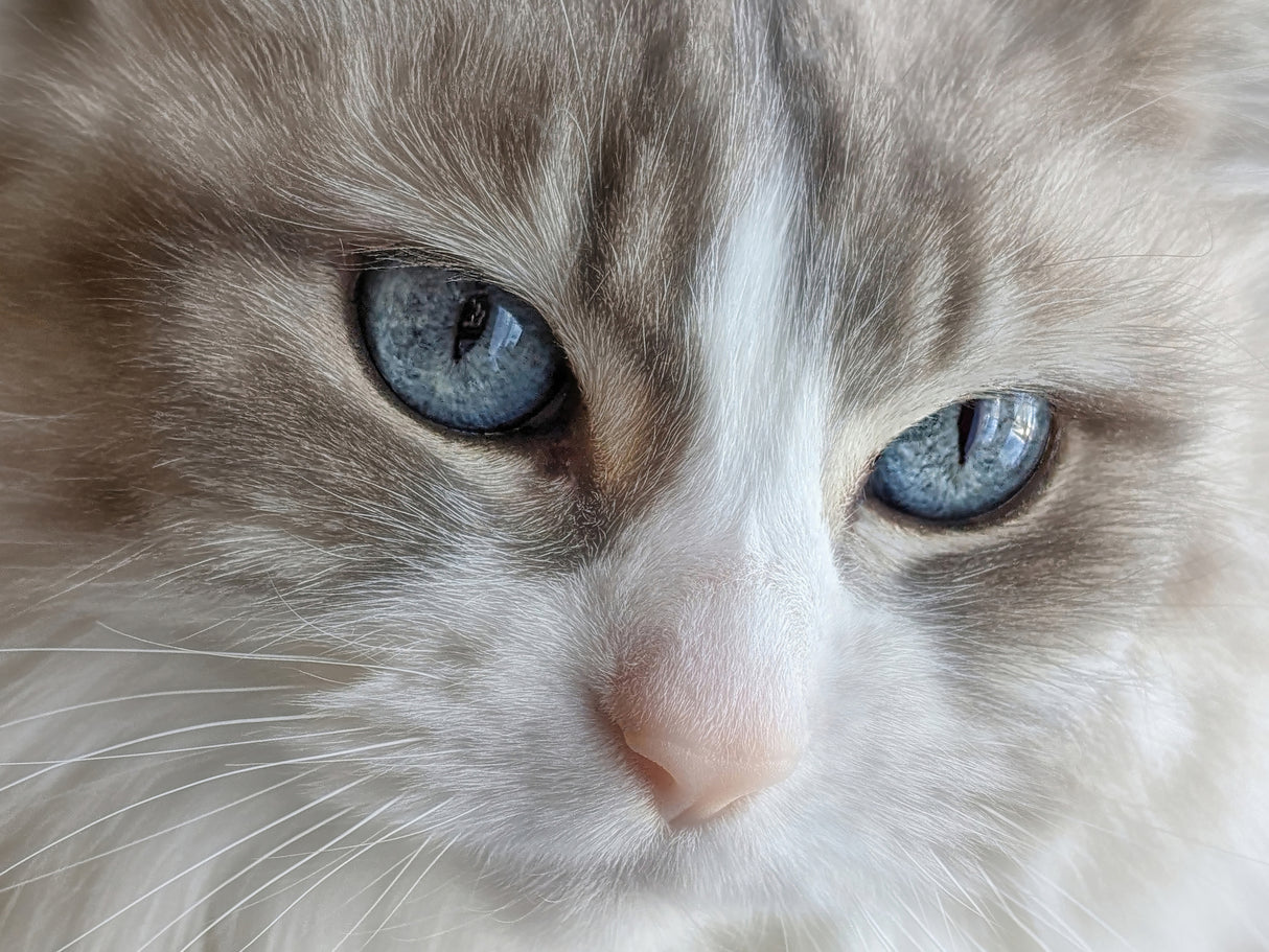 Blue Eyes Poster och Canvastavla