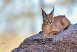 Caracal Poster och Canvastavla