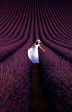 Provence Ultra Purple Poster och Canvastavla