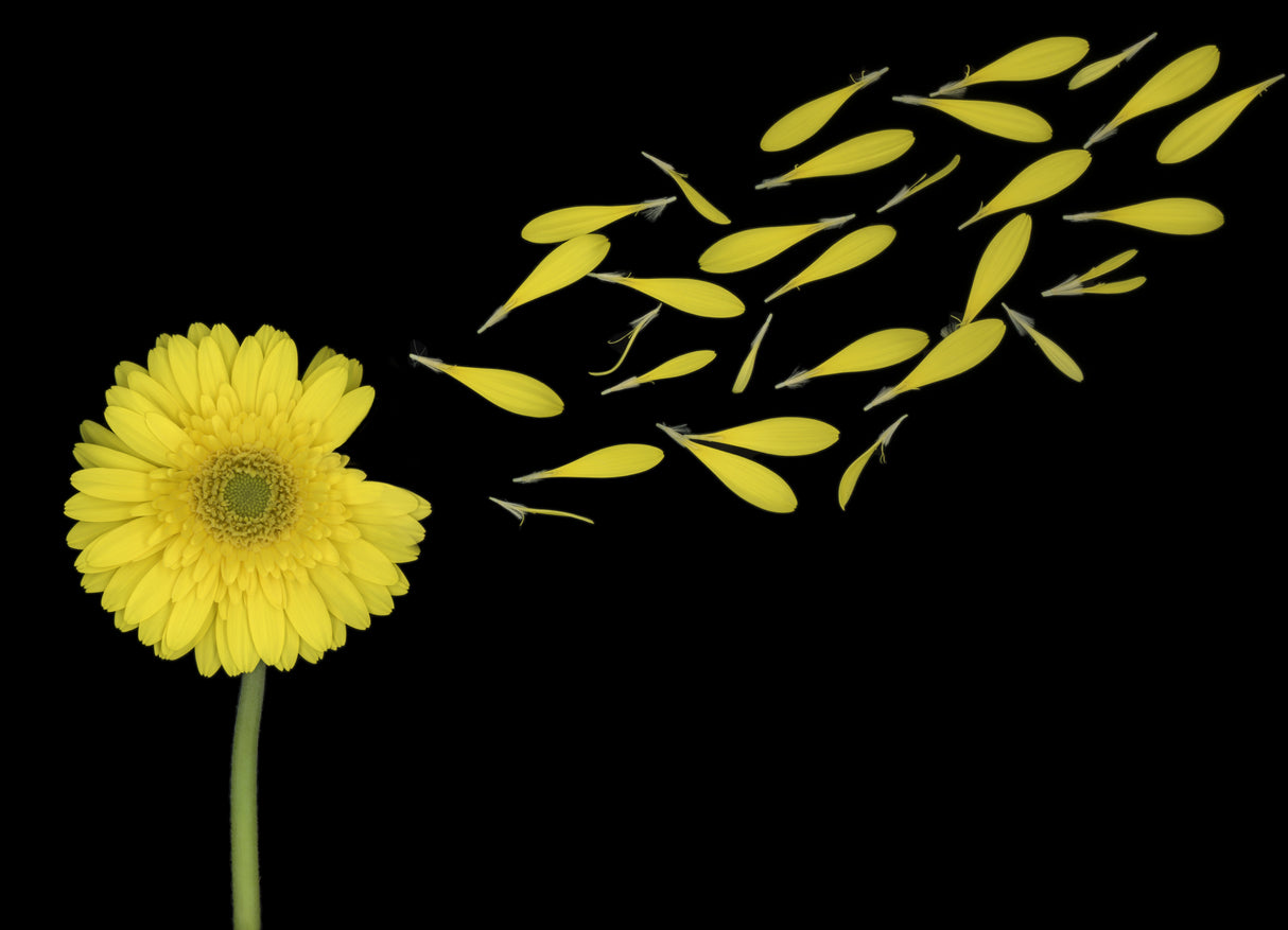 Blowing In The Wind Poster och Canvastavla