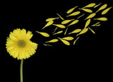 Blowing In The Wind Poster och Canvastavla