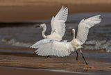 '...the Heron fight...' Poster och Canvastavla
