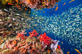 Reef life Poster och Canvastavla