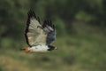 Augur buzzard Poster och Canvastavla
