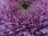 beautiful pink flower Poster och Canvastavla