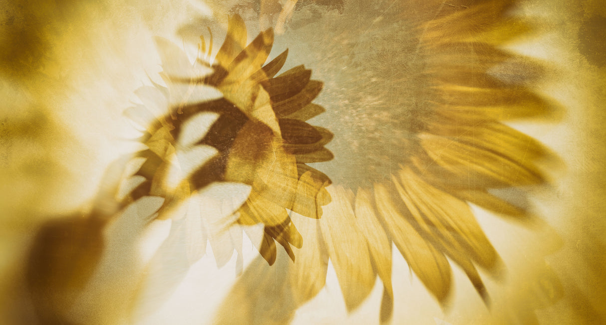 Just like the Sun Poster och Canvastavla