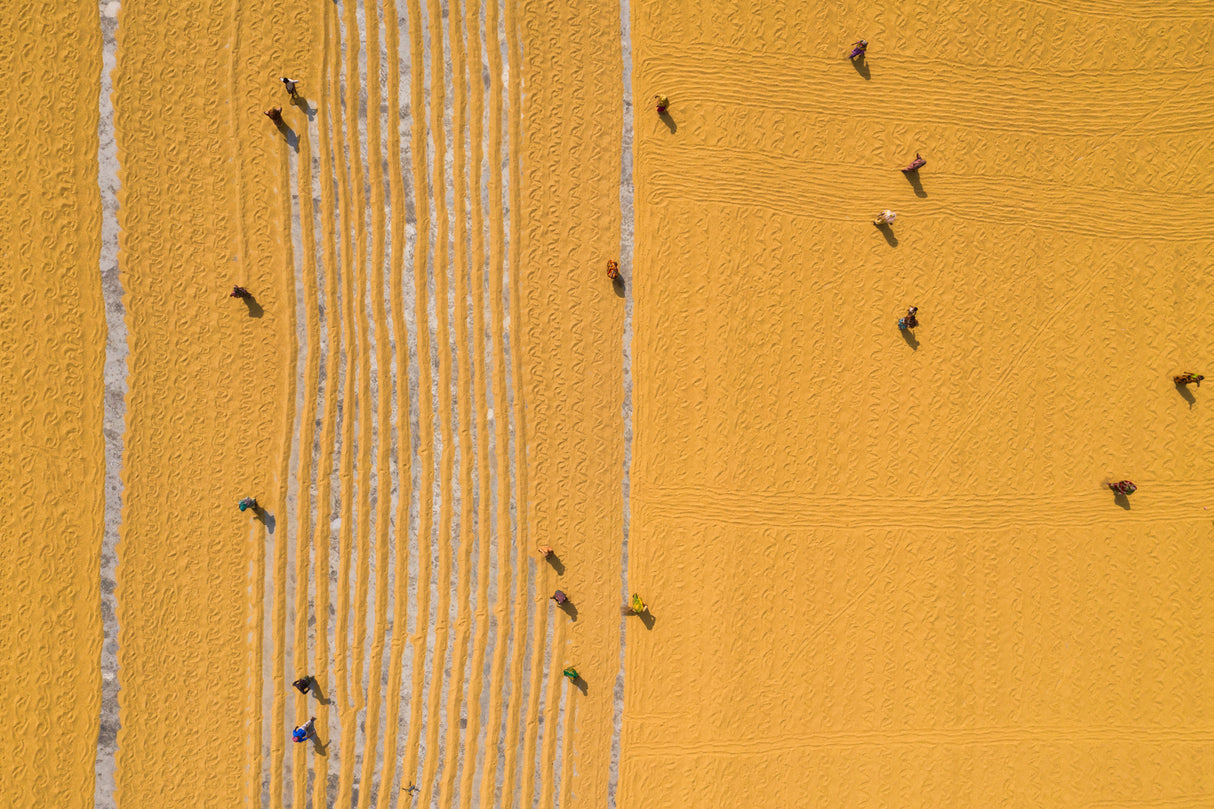 Drying rice under sunlight Poster och Canvastavla