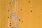 Drying rice under sunlight Poster och Canvastavla