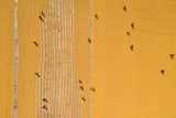 Drying rice under sunlight Poster och Canvastavla