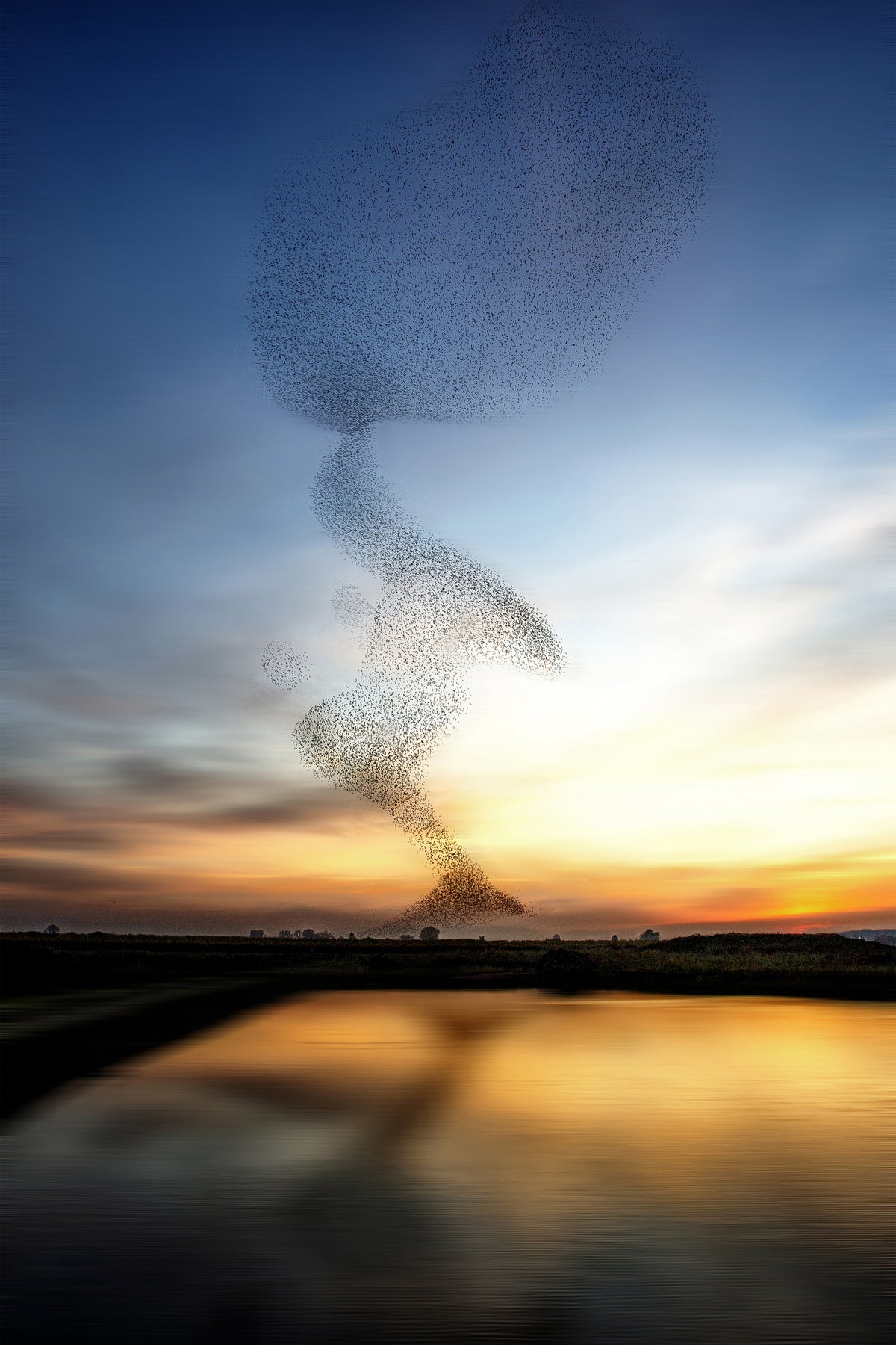 The starling dance Poster och Canvastavla