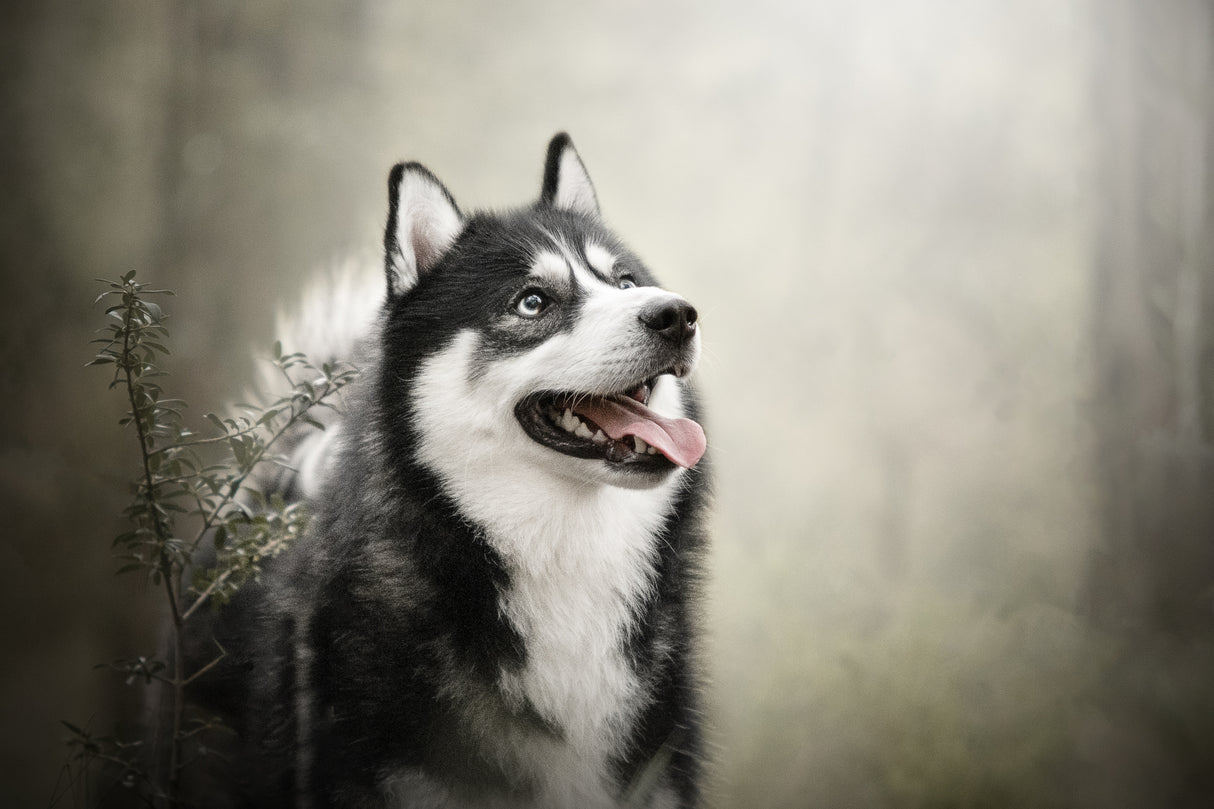 husky Poster och Canvastavla