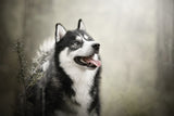 husky Poster och Canvastavla