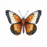 Butterfly 23 Poster och Canvastavla