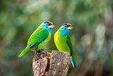 Blue-throated barbet Poster och Canvastavla