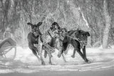Run... Poster och Canvastavla