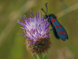 Six spot Burnett moth Poster och Canvastavla